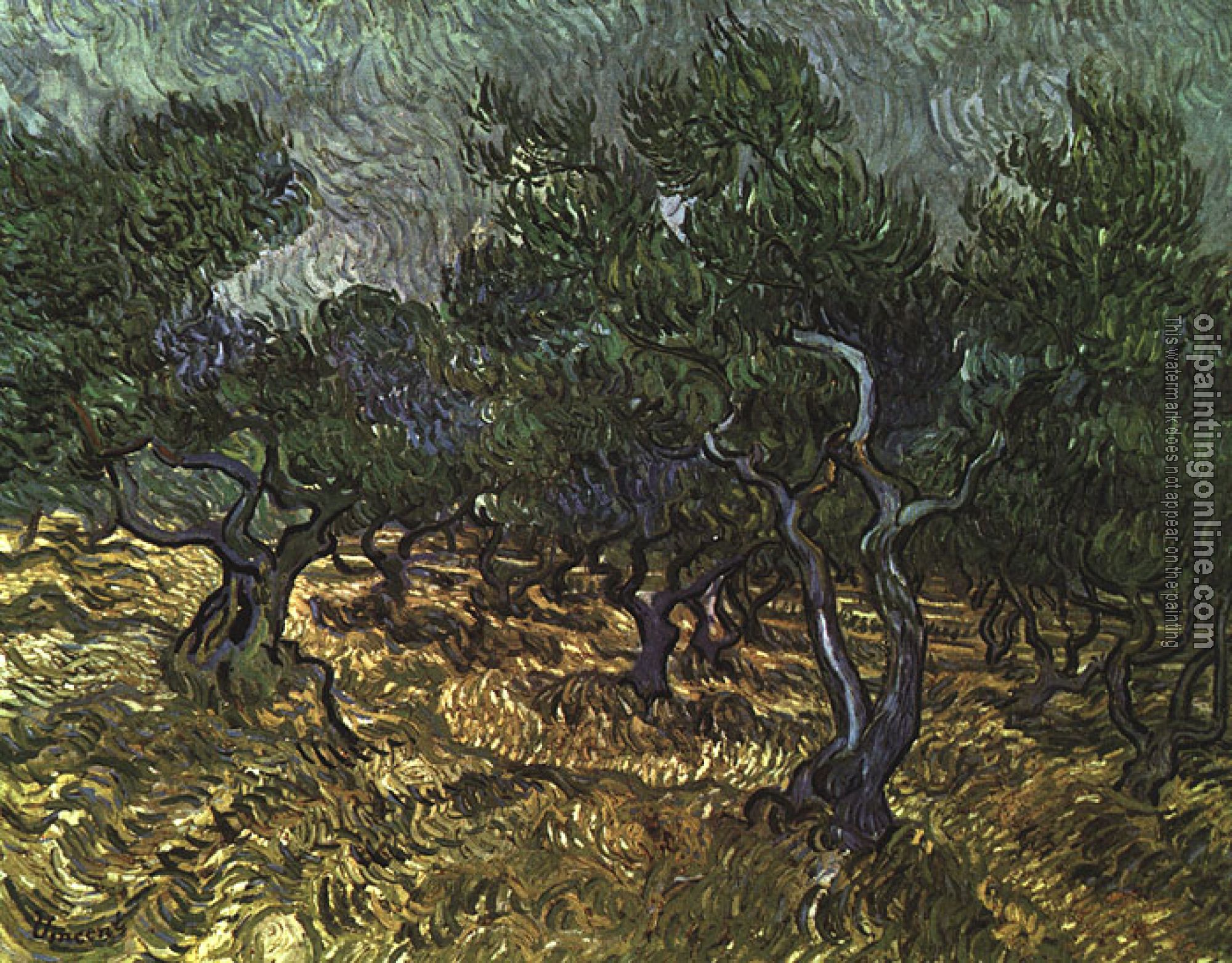 Gogh, Vincent van - The Olive Grove